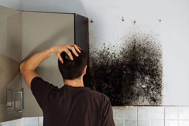 Best White Mold Remediation in Greenbriar, FL