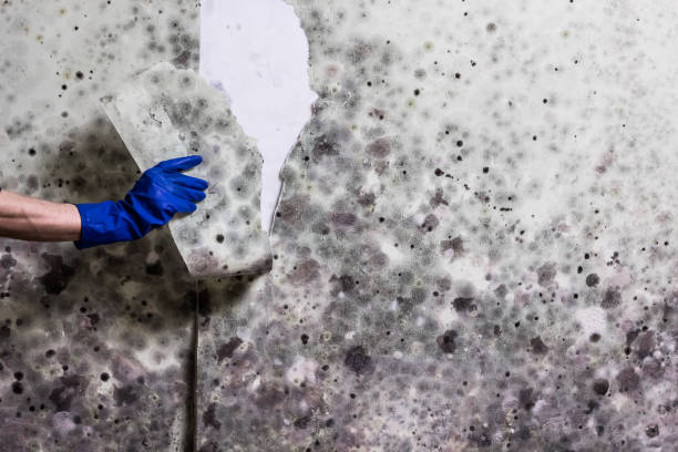 Best Residential Mold Remediation in Greenbriar, FL