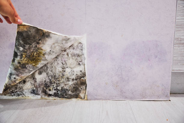 Best Mold Testing and Inspection Services in Greenbriar, FL